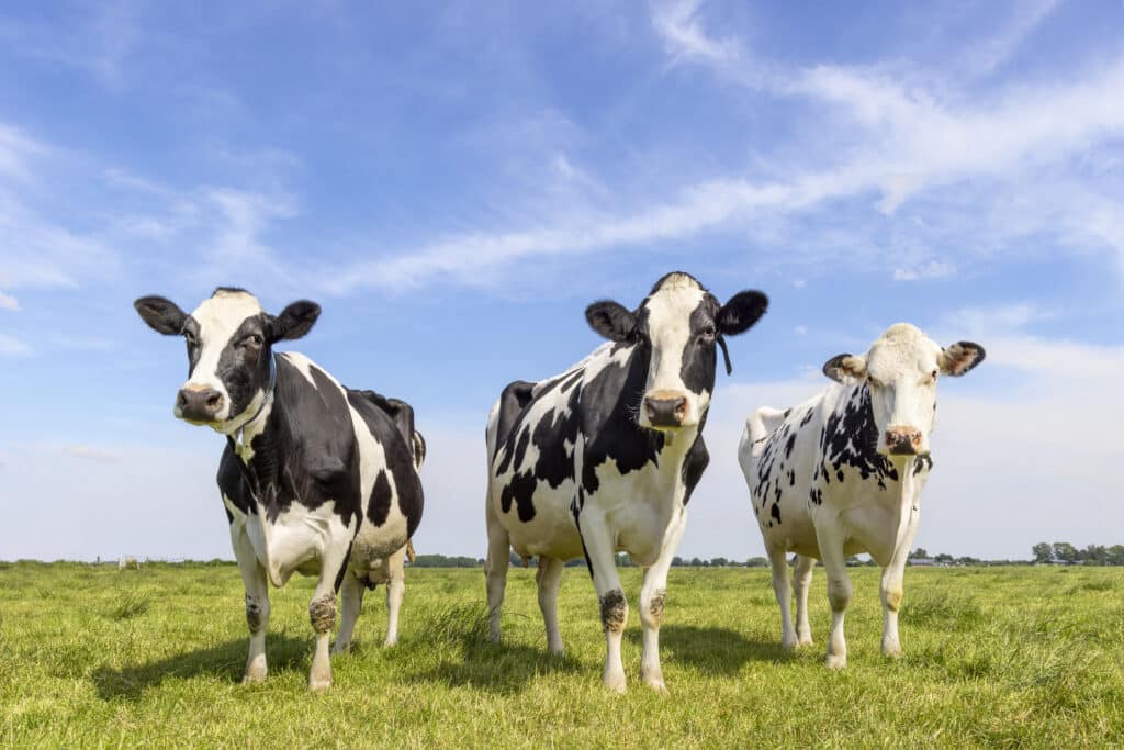 How dairy farms contribute to the decarbonization of our economy